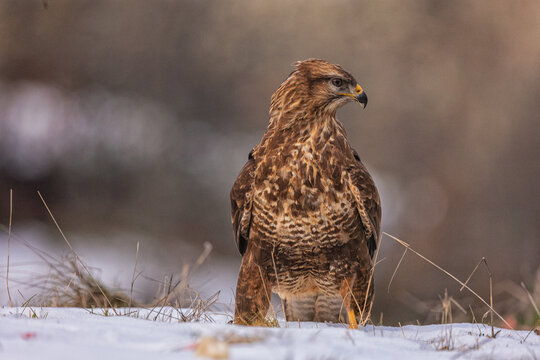 Busardo ratonero. A menudo lo vemos posado en postes al borde de la carretera, esperando los cad&aacute;veres que dejan los veh&iacute;culos.