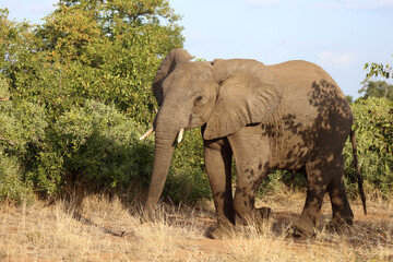 Fototapeta premium Afrikanischer Elefant / African elephant / Loxodonta africana