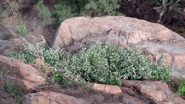 This clump of Deutzia macrophylla grows in the crevices of rocks on a mountaintop at an altitude of over 250 meters.