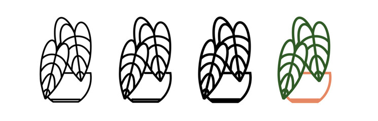philodendron © Farah