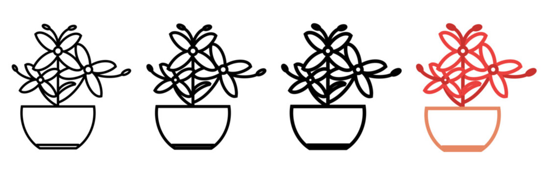 ixora