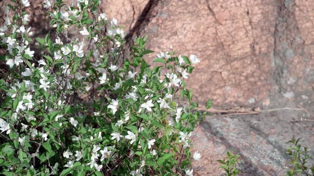 Deutzia macrocarpa is a deciduous shrub with branches covered in small white flowers, attracting bees and other insects to feed on its pollen.