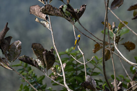 A Female Small Minivet resting on a slender branch against a backdrop of muted branches and dried leaves.