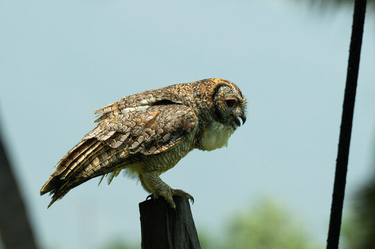 A Majestic Mottled Wood Owl perched on a dark wooden pillar. This shot highlights the birds cryptic camouflage, set against a soft focus background.