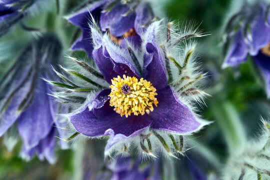 details of purple, blooming pasque flower in garden in spring