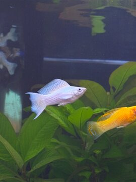 White and orange Sailfin Molly fish swimming in a lush green planted aquarium.