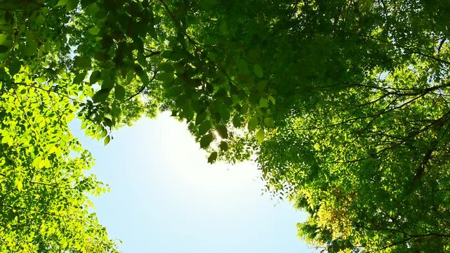 新緑の木から漏れる太陽の光