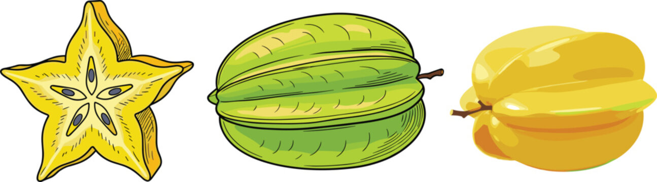 Starfruit carambola vector illustration set with sliced cross section green unripe and ripe yellow fruits tropical exotic food isolated collection