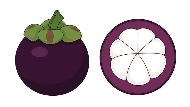 Mangosteen Fruit Whole and Half Cut Illustration Isolated on White Background