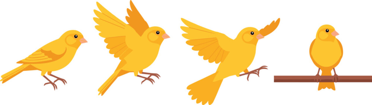 Set of Vibrant Canary Illustrations Featuring Yellow Songbirds in Flying Perching and Standing Poses for Aviary Nature and Pet Care Graphic Designs