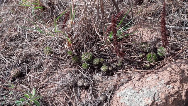 After flowering, the wolf claw osagelouse produces seeds, and new plants will propagate from the roots of the mother plant.