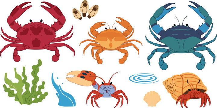 Set of Diverse Crab Illustrations Featuring Red Dungeness Blue Swimmer and Hermit Crabs with Seaweed and Seashell Accents for Marine Life and Seafood Graphic Designs