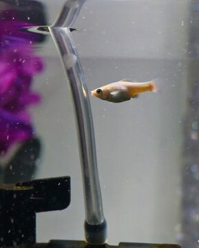  Pregnant female guppy fish swimming in a freshwater aquarium tank