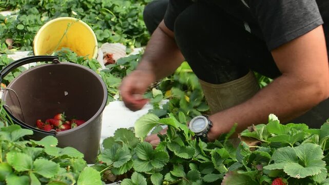 slow motion static close-up showing a farm worker's hands carefully harvesting bright red strawberries and placing them into a container.