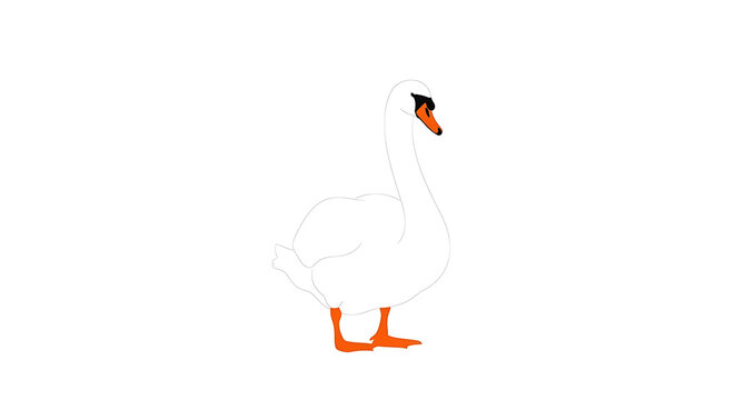 A white swan with an orange beak and feet