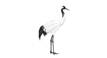 Fototapeta premium A white crane with black feathers on its head and tail
