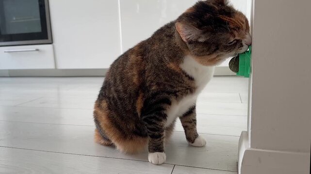 Playful curious calico cat enjoying catnip ball toy on wall. New toy for kitty. Fluffy feline pet rubbing head fur on aromatic herbal ball. Home pets favorite treat for activity and entertainment.