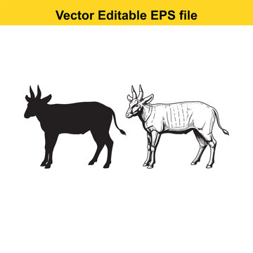 Vector art of a black silhouette of a bongo antelope and a detailed line drawing of a bongo antelope, side by side isolated on a