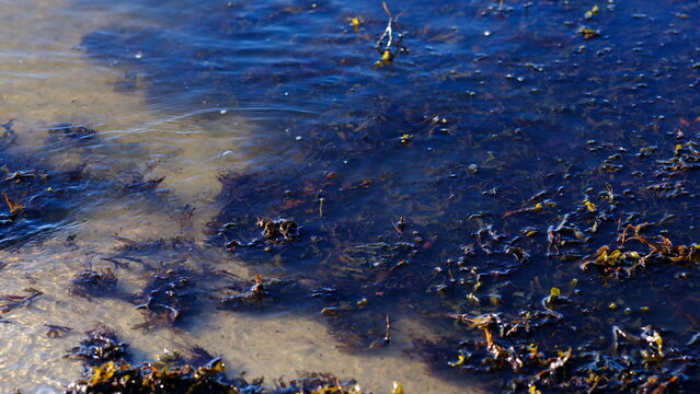 Rockweed or popweed, bladder wrack (Fucus vesiculosus) in the littoral zone, Baltic Sea, Estonia