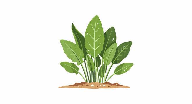 A bunch of lush green spinach plants growing from brown soil