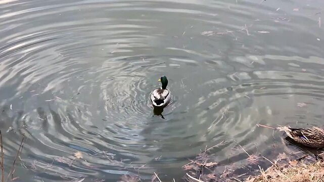 Dabbling ducks feeding in shallow water, tipping upside down with tails in the air while foraging in a natural pond. Wildlife behavior scene with circular water ripples