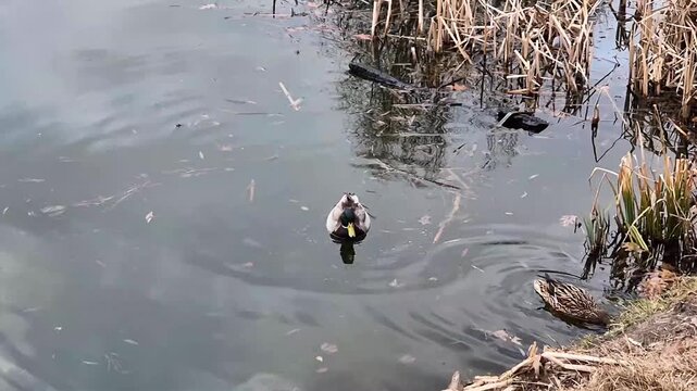 Dabbling ducks feeding in shallow water, tipping upside down with tails in the air while foraging in a natural pond. Wildlife behavior scene with circular water ripples