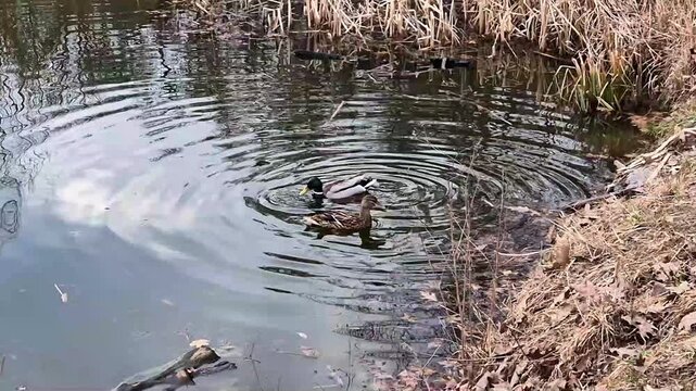 Dabbling ducks feeding in shallow water, tipping upside down with tails in the air while foraging in a natural pond. Wildlife behavior scene with circular water ripples