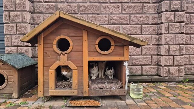 Group of cats resting inside a wooden outdoor pet house against a brick wall. Cozy animal shelter scene with multiple domestic cats in a handmade structure, representing care, protection, and pet life