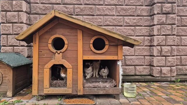 Group of cats resting inside a wooden outdoor pet house against a brick wall. Cozy animal shelter scene with multiple domestic cats in a handmade structure, representing care, protection, and pet life