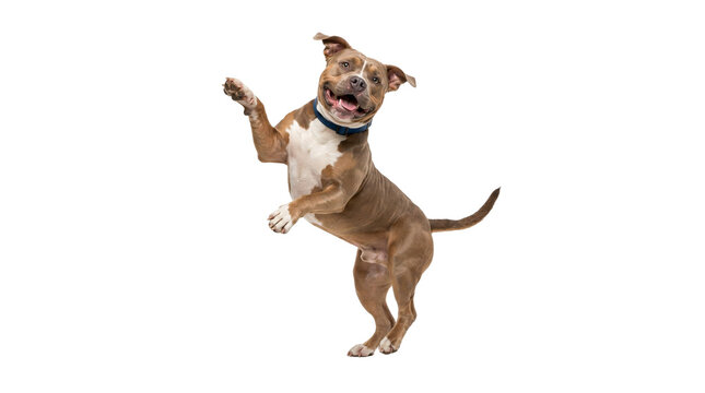 american bully dog dancing