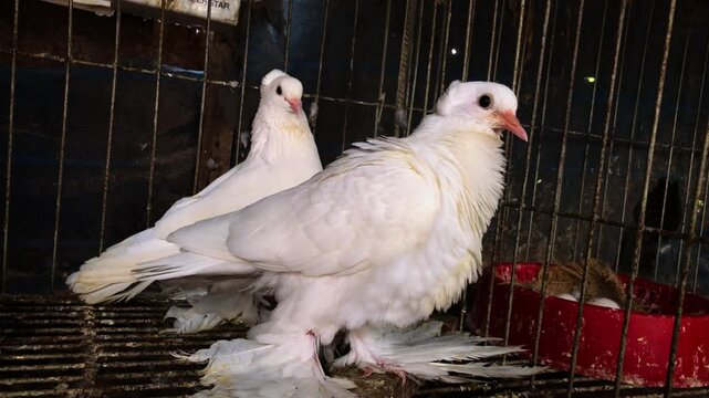 A Pair of Elegant White Fancy Pigeons with Feathered Feet Resting in a Cage