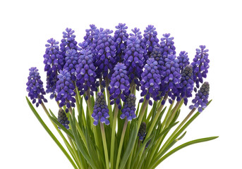 Fototapeta premium A vibrant bouquet of purple grape hyacinths in full bloom