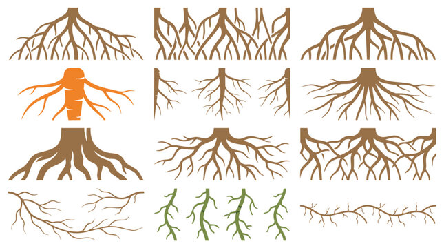 Various plant root systems and a carrot root displayed in a clean graphic illustration
