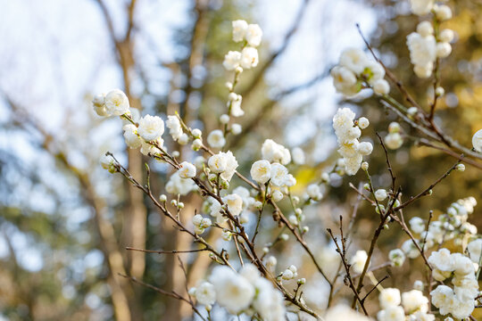 Dwarf flowering almond Alba Plena branches with flower buds - Latin name - Prunus glandulosa Alba Plena