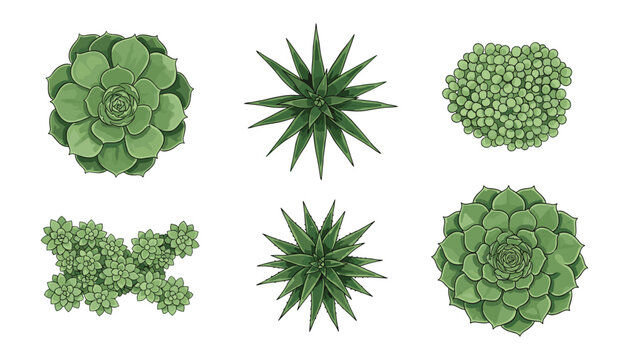 A top-down view captures a beautiful collection of various green succulents with unique shapes and textures.