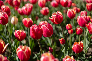 Fototapeta premium Fond floral de tulipes rouges
