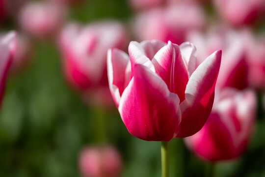 Gros plan d&rsquo;une tulipe rose et blanche &eacute;clatante en pleine floraison, captur&eacute;e &agrave; la lumi&egrave;re naturelle avec un arri&egrave;re-plan doux et flou. Concept floral printanier.