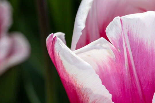 Texture de tulipe rose et violette en macrophotographie