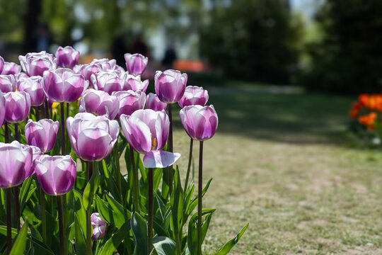 Tulipes violettes, id&eacute;ales pour un fond avec du texte. Symbolise le printemps et la nature. 