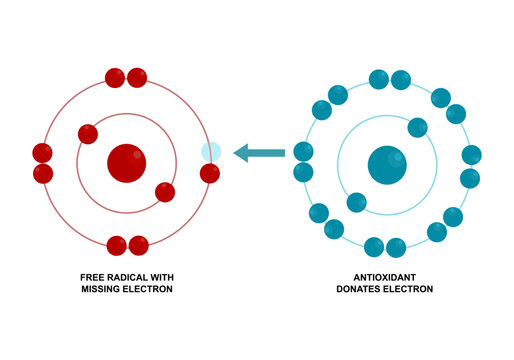 Antioxidant and Free Radical Interaction Molecular Diagram. Electron Donation by Antioxidants. How Antioxidants Neutralize Free Radicals