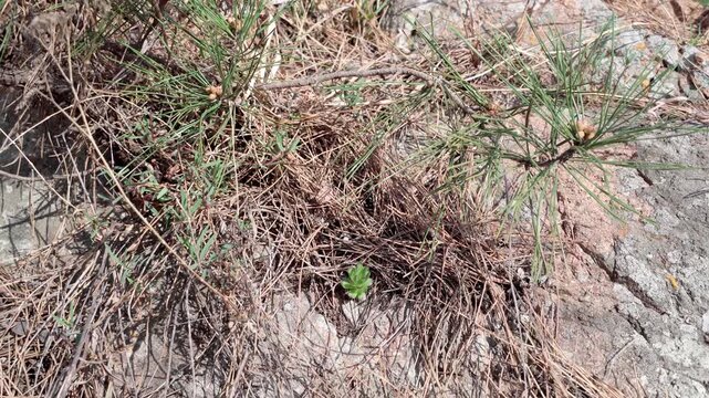 This Orostachys edulis grows alone in a rock crevice.
