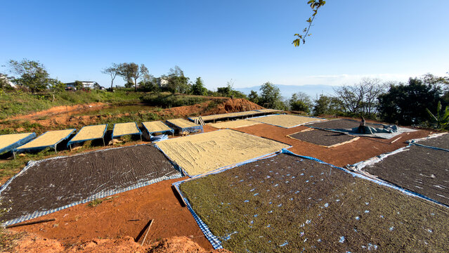 Agricultural Workers Sun Drying Fresh Coffee Bean Harvests On An Elevated Plantation Terrace