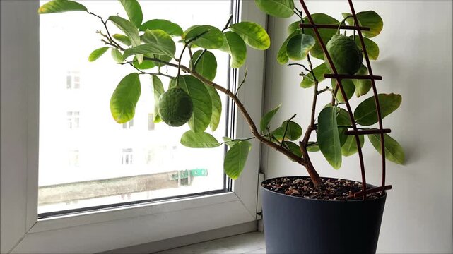 spraying indoor lemon