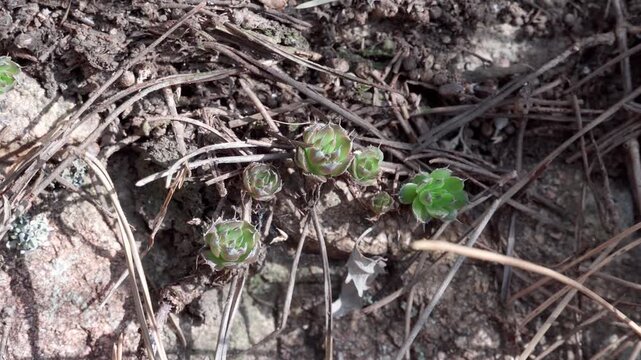 These few *Orostachys chinensis* saplings grow in the crevices of rocks on the mountain. They are very short, about 1 cm tall, and have few leaves.