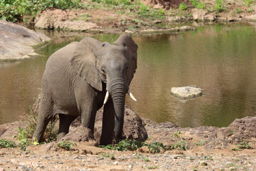 Fototapeta premium Afrikanischer Elefant / African elephant / Loxodonta africana