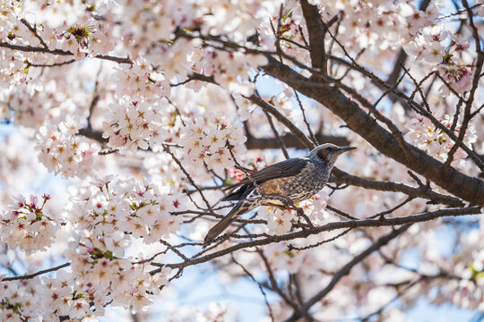 Small bird and pink cherry blossoms in full bloom, Japanese spring nature.