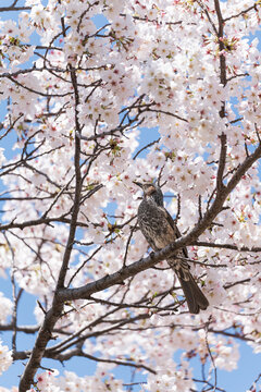 Small bird and pink cherry blossoms in full bloom, Japanese spring nature.