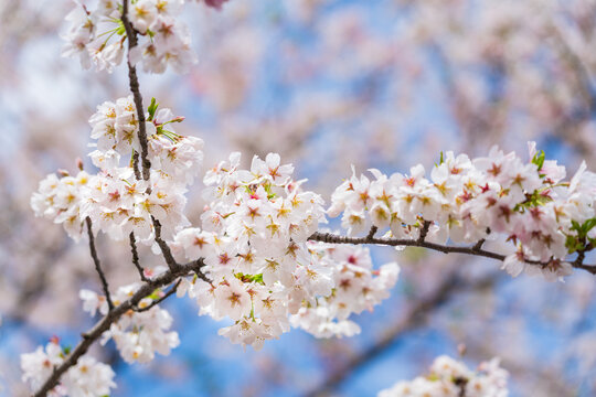 Close-up of Sakura flowers (Cherry Blossom) with bright blue sky in Japan.