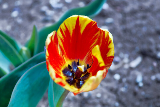 Rembrandt tulips