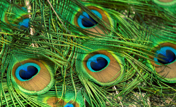 Peacock feather pattern, bright green - blue bird tail texture
